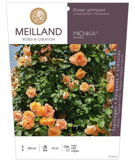 Rosier grimpant MICHKA ® Meivaleir