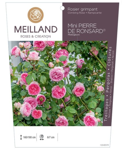 Rosier grimpant MINI PIERRE DE RONSARD ®