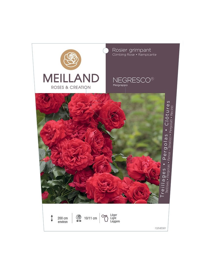Rosier grimpant NEGRESCO ® Meigrappo
