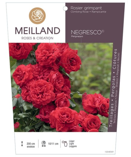 Rosier grimpant NEGRESCO ® Meigrappo