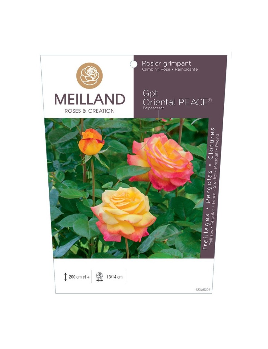 Rosier grimpant ORIENTAL PEACE® Baipeacesar