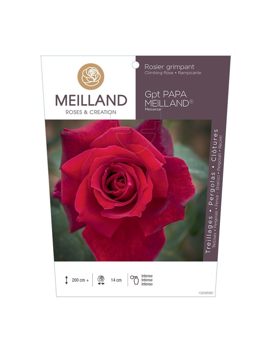 Rosier grimpant PAPA MEILLAND ® Meisarsar