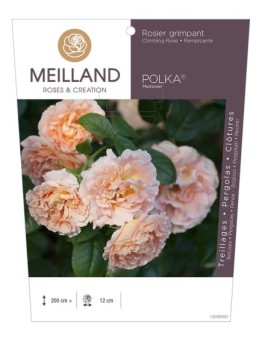 Rosier grimpant POLKA ® Meitosier
