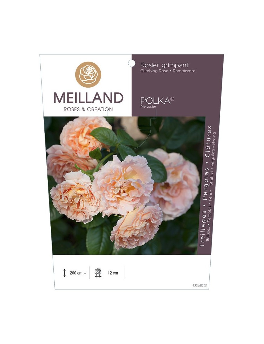 Rosier grimpant POLKA ® Meitosier