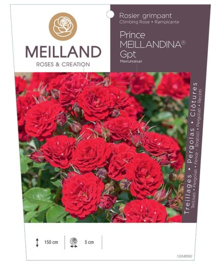 Rosier grimpant PRINCE MEILLANDINA® Meirutralsar