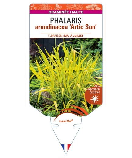 PHALARIS arundinacea Actic Sun