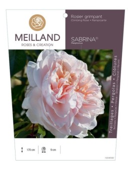 Rosier grimpant SABRINA ® Meiptorius