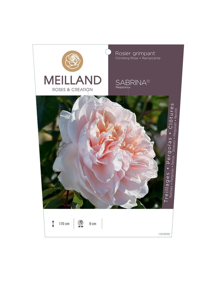 Rosier grimpant SABRINA ® Meiptorius