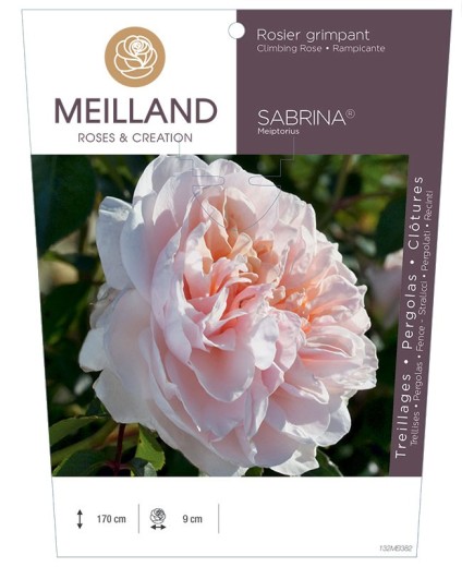 Rosier grimpant SABRINA ® Meiptorius