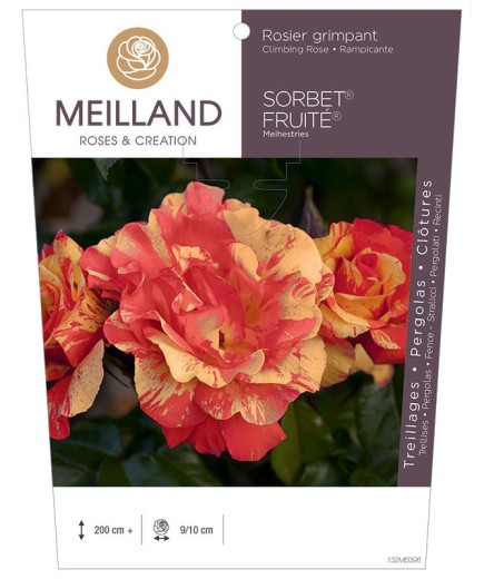 Rosier grimpant SORBET ® FRUITE ® Meihestries