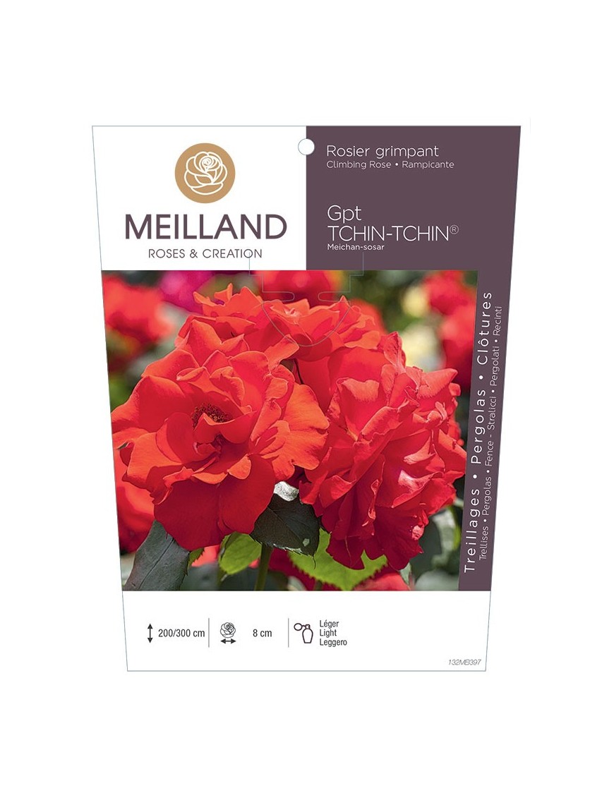 Rosier grimpant TCHIN-TCHIN ® Meichan-sosar