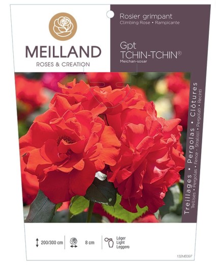 Rosier grimpant TCHIN-TCHIN ® Meichan-sosar