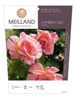 Rosier grimpant ZAMBRA ® Meialfisar