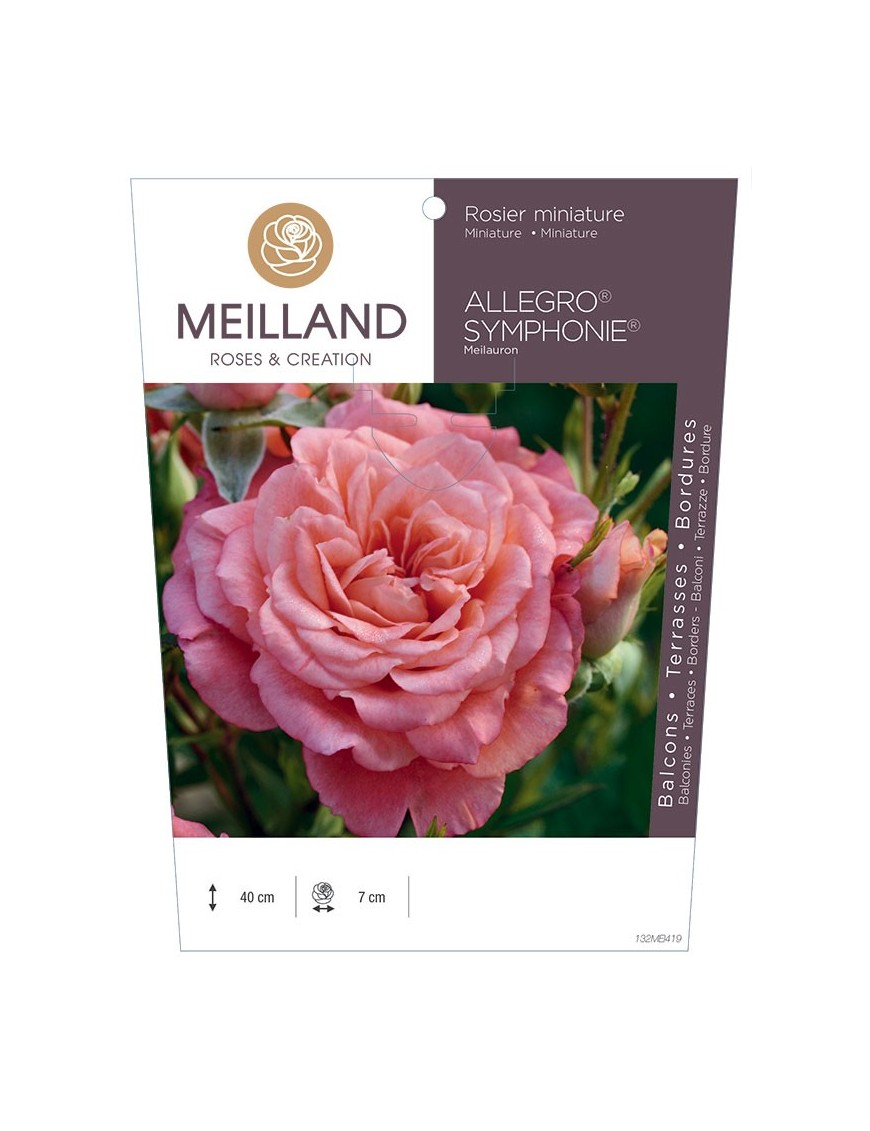 Rosier miniature ALLEGRO SYMPHONIE ® Meilauron