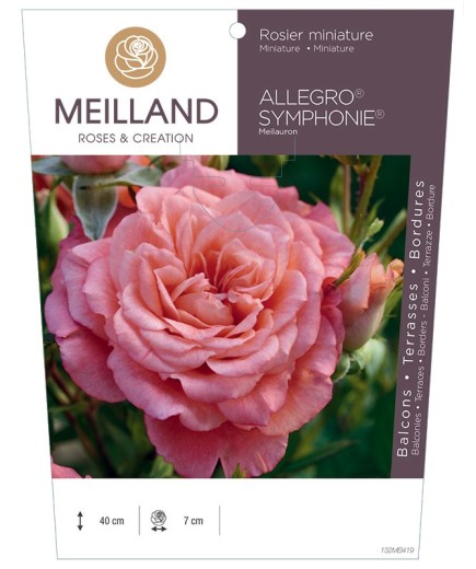 Rosier miniature ALLEGRO SYMPHONIE ® Meilauron