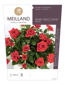 Rosier miniature BABY BACCARA ® Meipaede