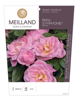Rosier miniature BELLE SYMPHONIE ® Meirivoui