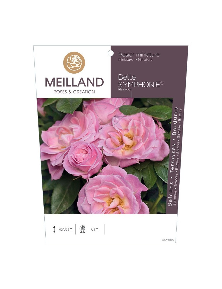 Rosier miniature BELLE SYMPHONIE ® Meirivoui