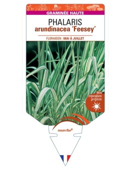PHALARIS arundinacea Feesey