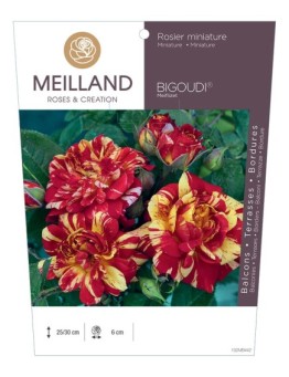 Rosier miniature BIGOUDI ® Meiflizet