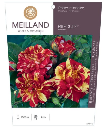 Rosier miniature BIGOUDI ® Meiflizet