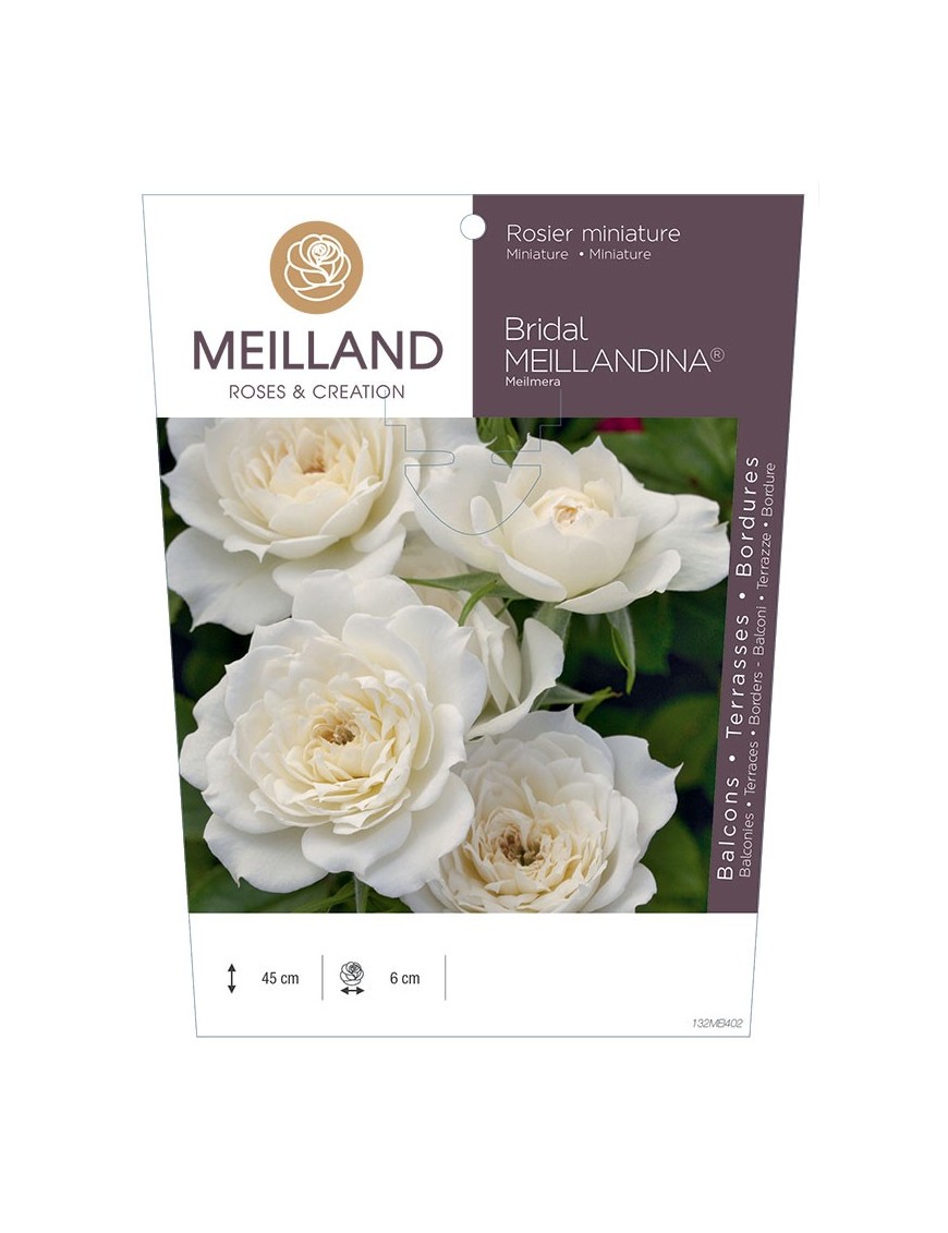 Rosier miniature BRIDAL MEILLANDINA ® Meilmera