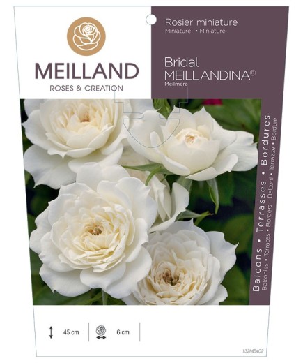 Rosier miniature BRIDAL MEILLANDINA ® Meilmera