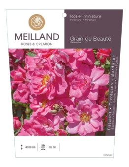 Rosier miniature GRAIN DE BEAUTE ® Meilezpha
