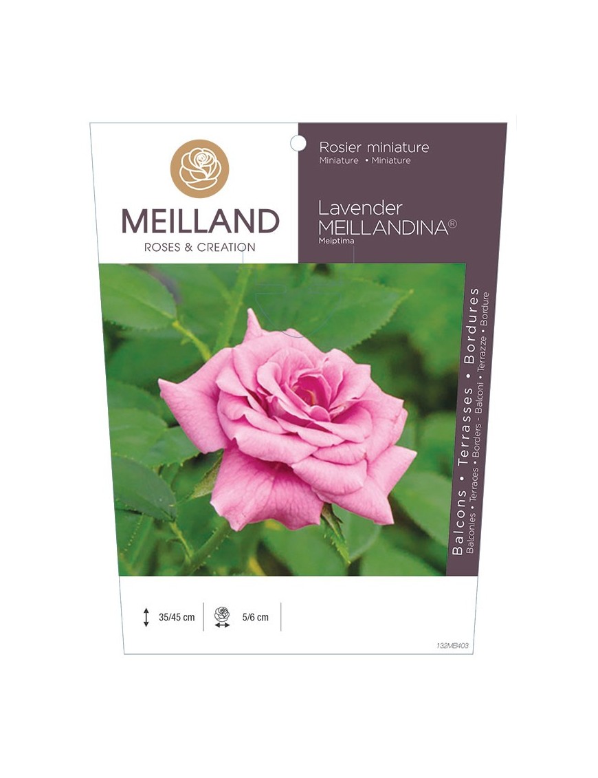 Rosier miniature LAVENDER MEILLANDINA ® Meiptima
