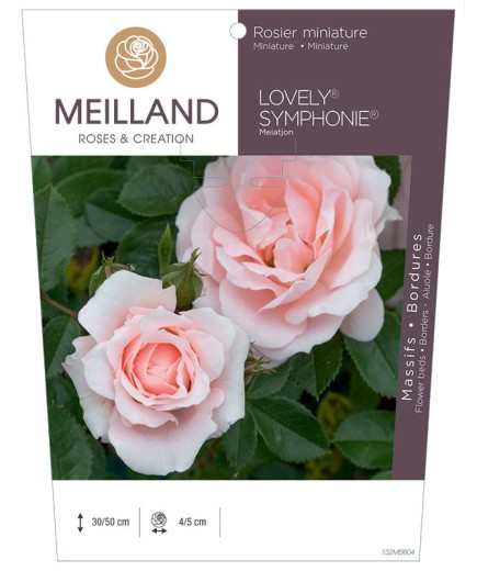 Rosier miniature LOVELY® SYMPHONIE® Meiatjon