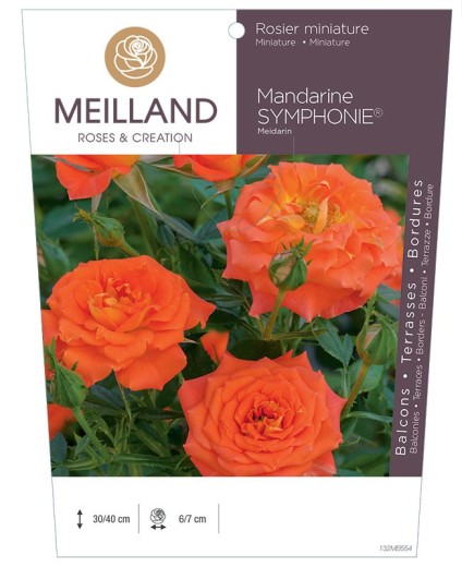 Rosier miniature MANDARINE SYMPHONIE ® Meidarin