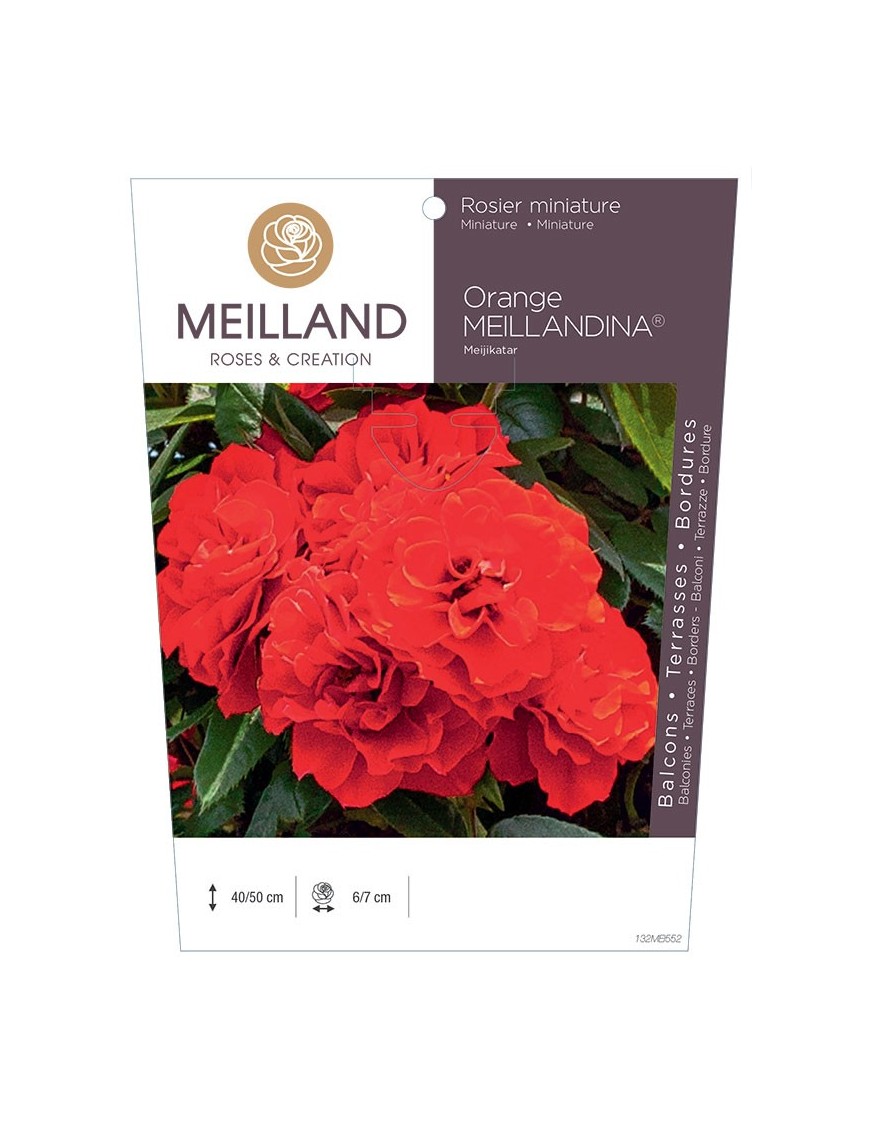 Rosier miniature ORANGE MEILLANDINA ® Meijikatar