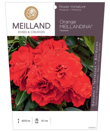 Rosier miniature ORANGE MEILLANDINA ® Meijikatar