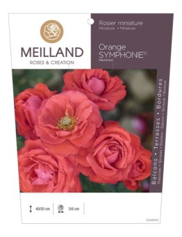 Rosier miniature ORANGE SYMPHONIE ® Meininrut