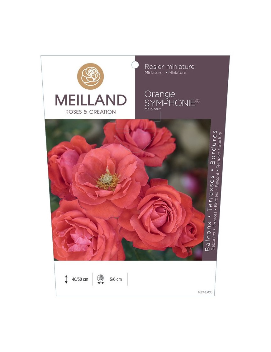 Rosier miniature ORANGE SYMPHONIE ® Meininrut