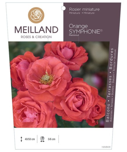 Rosier miniature ORANGE SYMPHONIE ® Meininrut