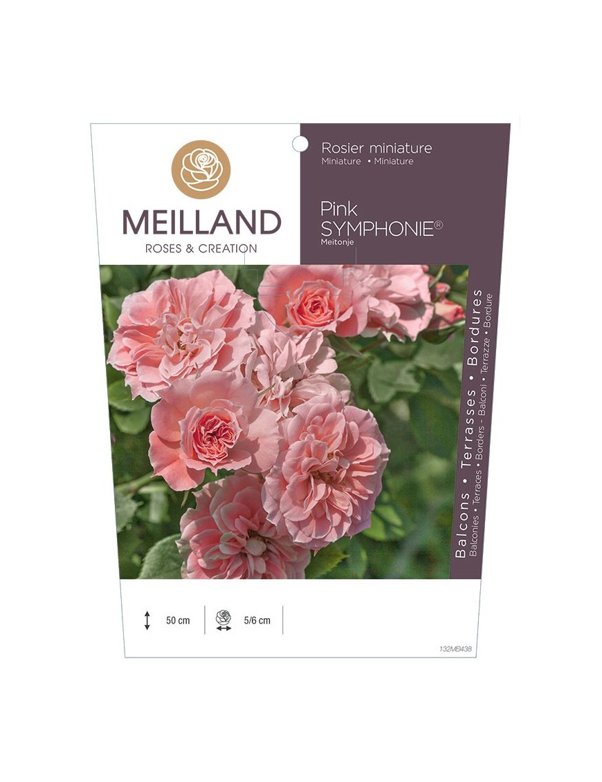 Rosier miniature PINK SYMPHONIE ® Meitonje
