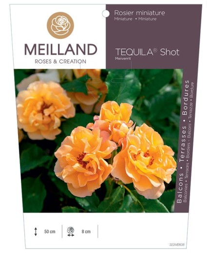 Rosier miniature TEQUILA® Shot Meiverrit