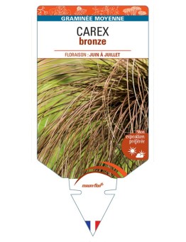 CAREX (comans) bronze *