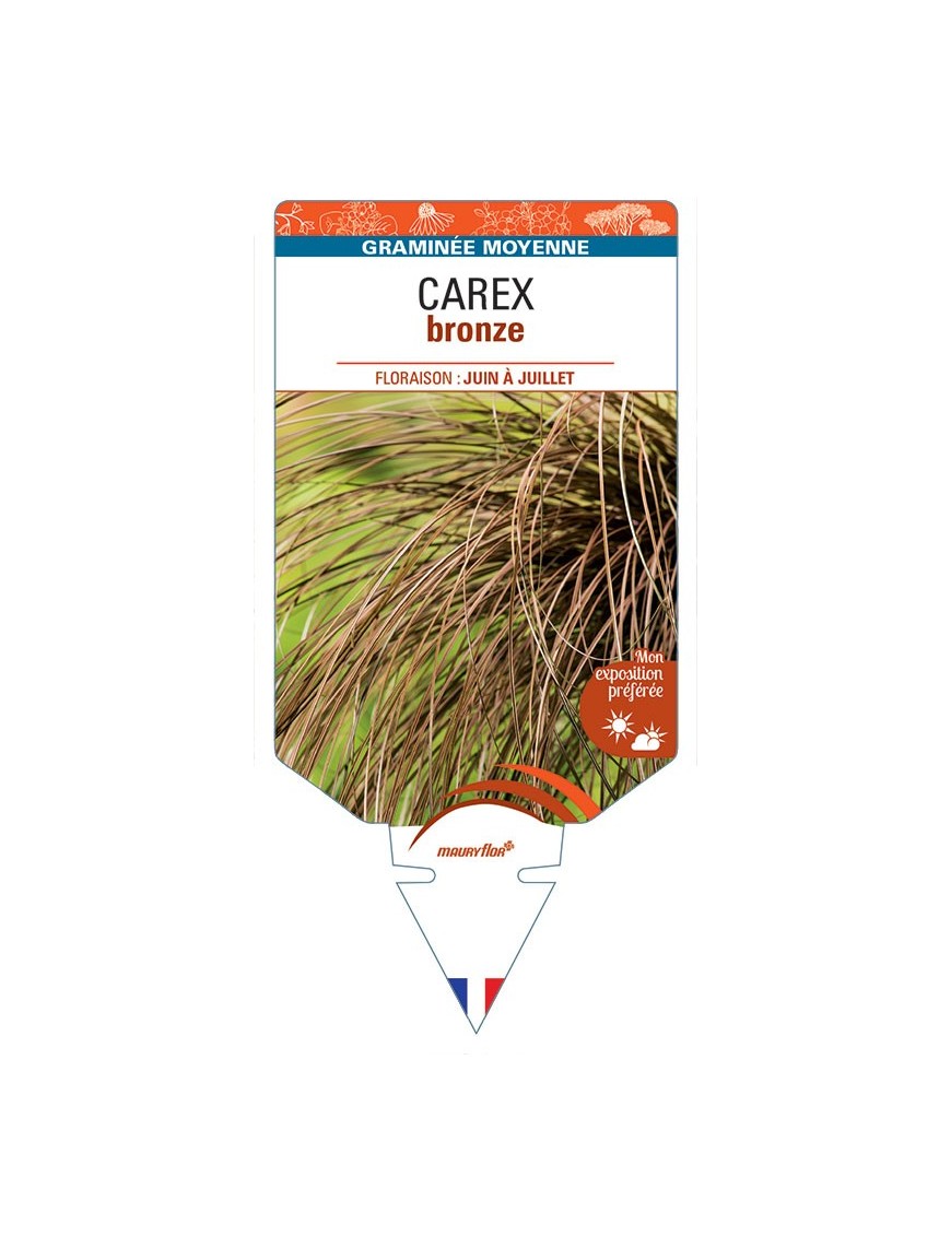 CAREX (comans) bronze *
