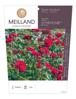 Rosier miniature TILT SYMPHONIE ® Meivraivou