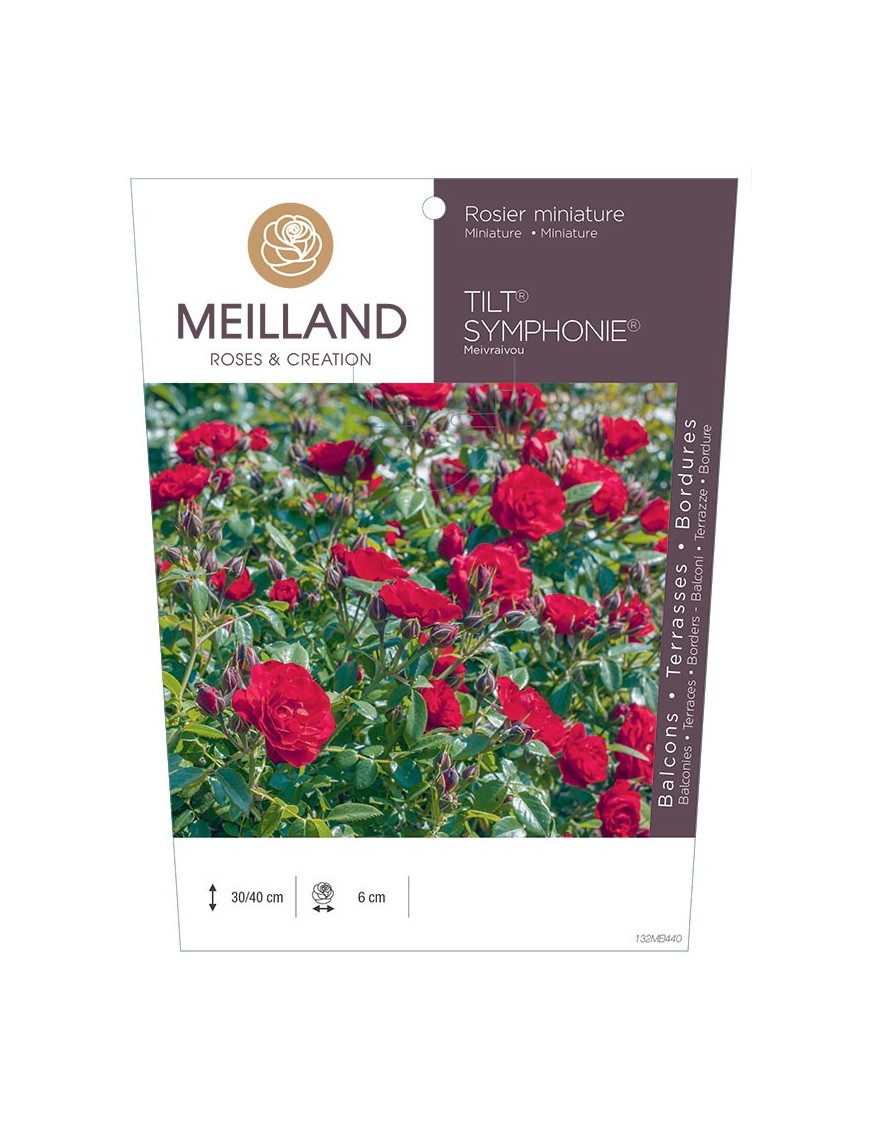 Rosier miniature TILT SYMPHONIE ® Meivraivou