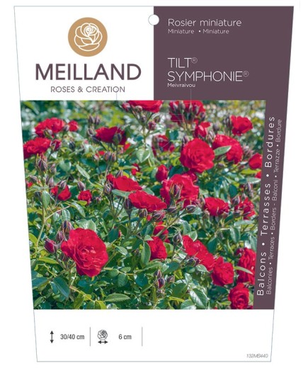 Rosier miniature TILT SYMPHONIE ® Meivraivou