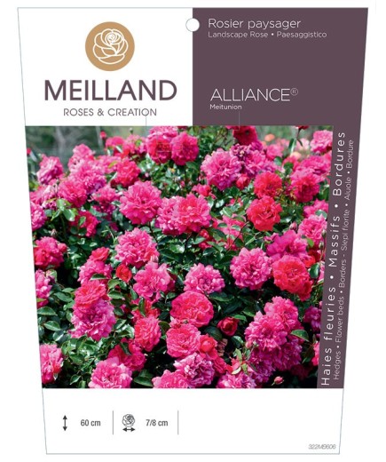 Rosier paysager ALLIANCE® Meitunion