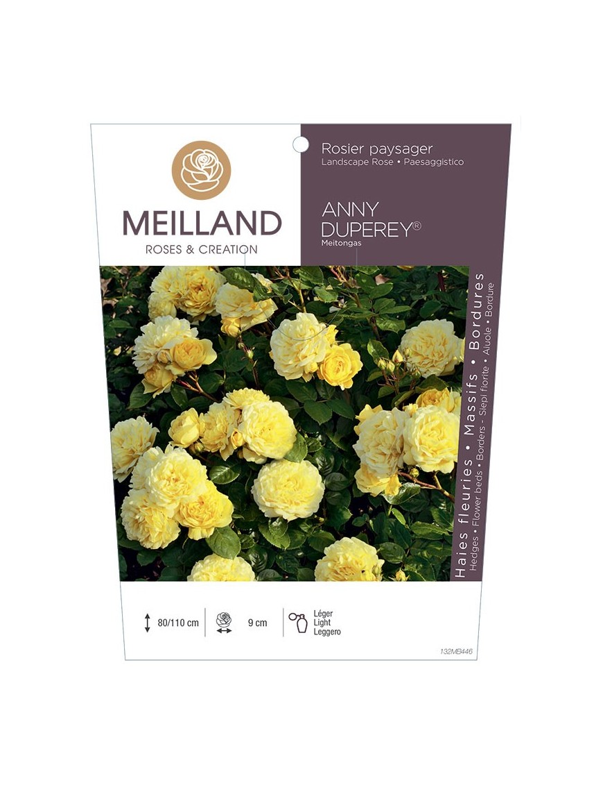 Rosier paysager ANNIE DUPEREY ® Meitongas