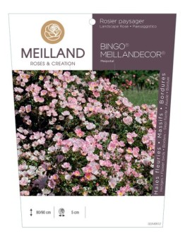 Rosier paysager BINGO® MEILLANDECOR®  Meipotal