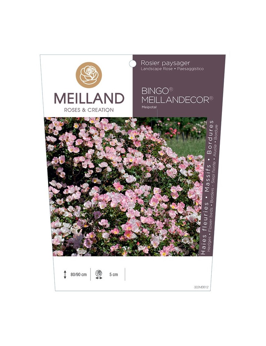 Rosier paysager BINGO® MEILLANDECOR®  Meipotal