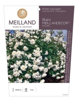 Rosier paysager Blanc MEILLANDECOR ® Meicoublan