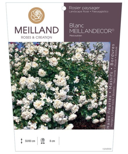 Rosier paysager Blanc MEILLANDECOR ® Meicoublan