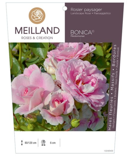 Rosier paysager BONICA ® 82 Meidomonac